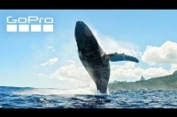 Underneath a Breaching Humpback Whale