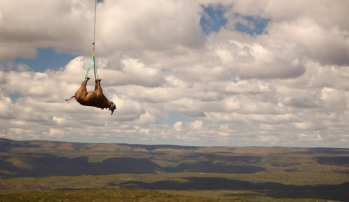Flying Rhinos