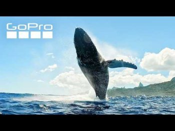 Underneath a Breaching Humpback Whale