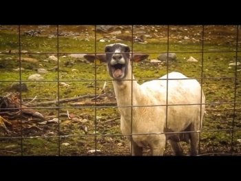 The screaming sheep